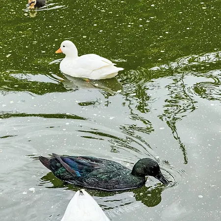 Helmreich-5 By Interhome