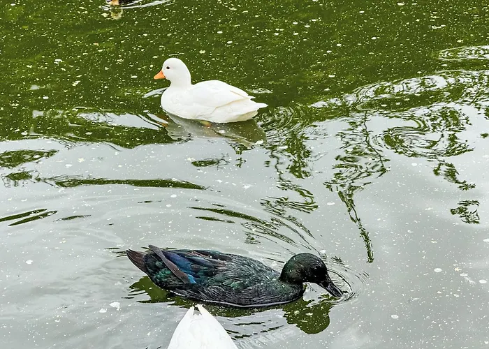 Helmreich-5 By Interhome